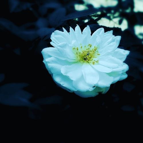 Lovely Nature