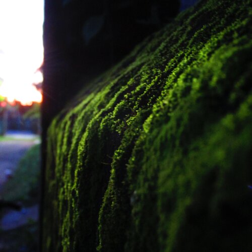 Covered in green