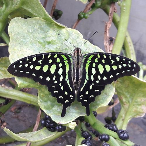 Tailed Jay Butterfly