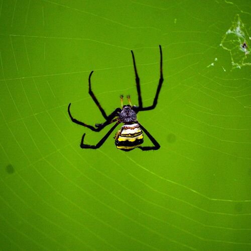 The Black Spider