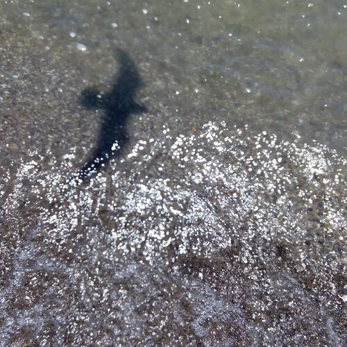 the shadow