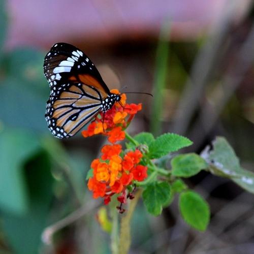 Plain Tiger butterfly in dharampur