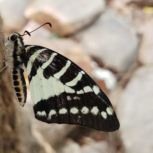 The Butterfly hanging on tree