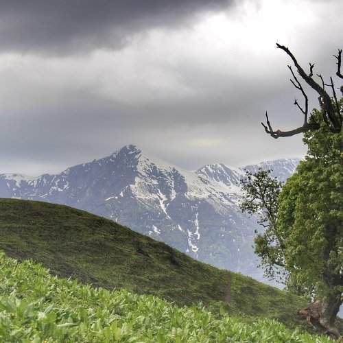 A tale of the mountain and the tree