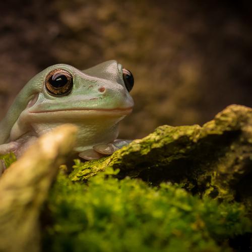 frog