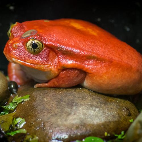 red frog