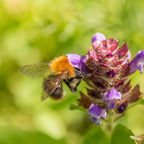 Bumblebee