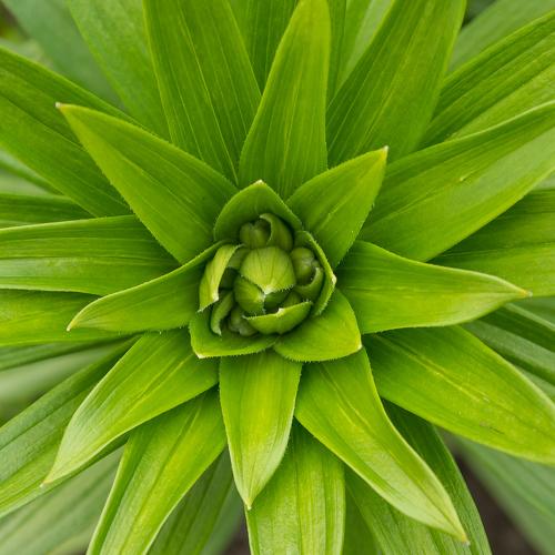 green star