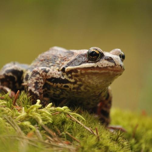 FROG
