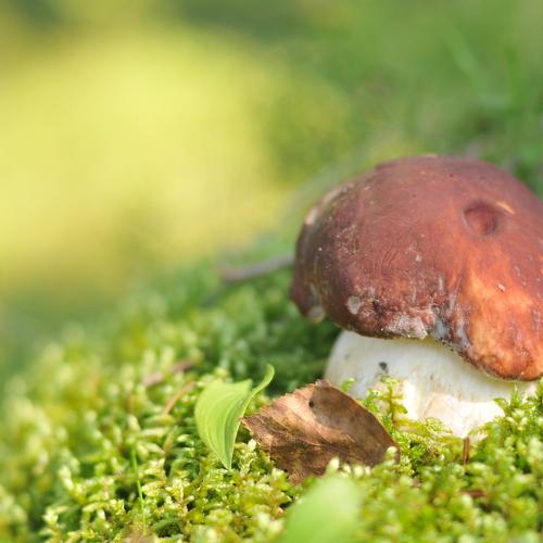 mushroom