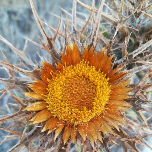 Yellow Flower