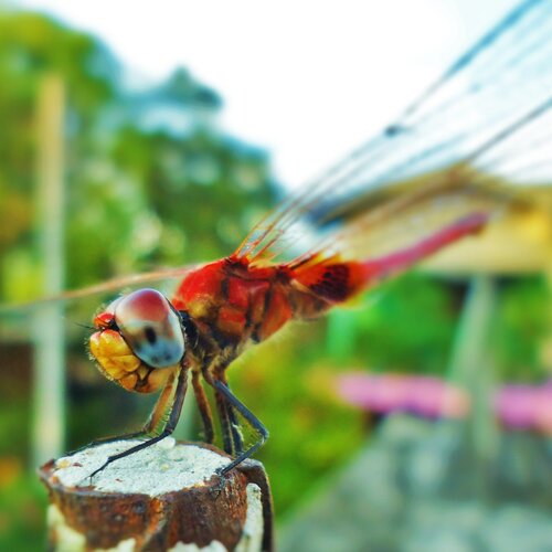 Landing