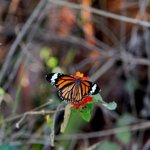 Plain Tiger butterfly in dharampur