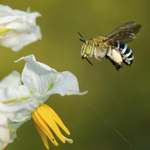 Freeze Bee