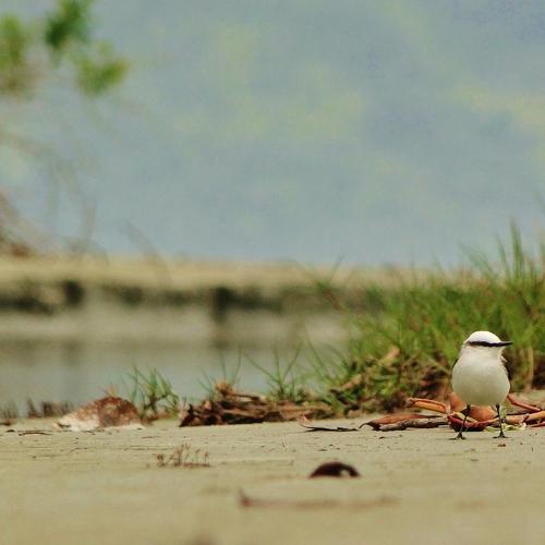 Passarinho à beira rio