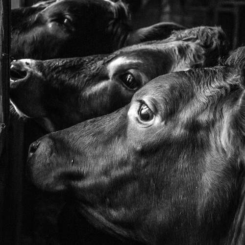 Cows
