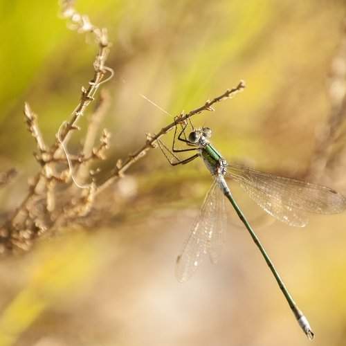 Dragonfly