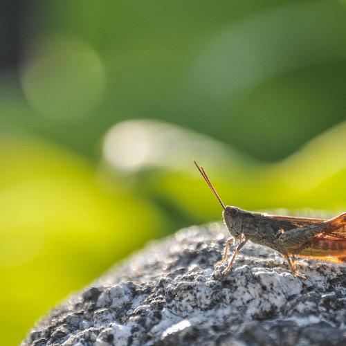 grasshopper