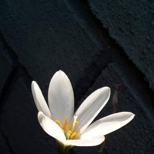 Small Angel...