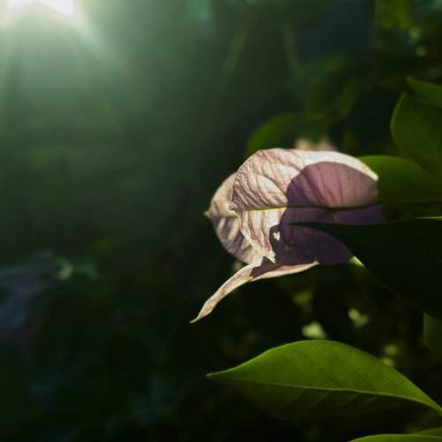 light that runs through the veins