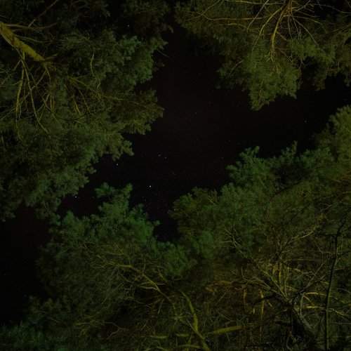 Trees can touch the stars