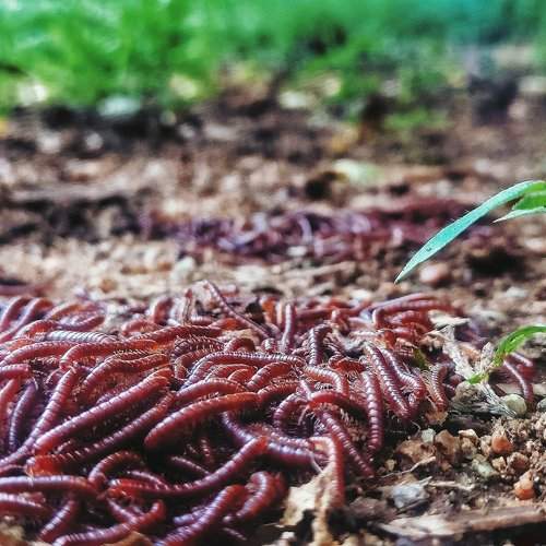 Millipedes foto