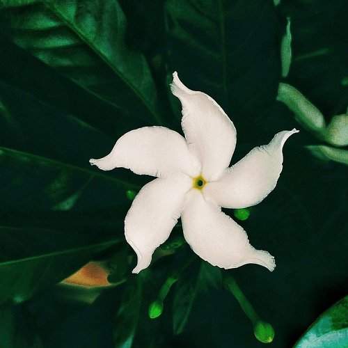 White pin wheel flower