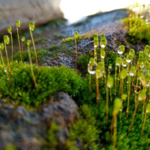 Micro nature