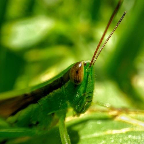 Moth