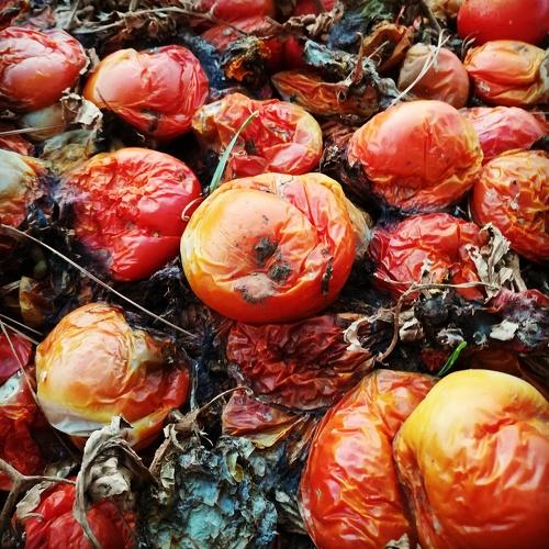 Tomatoes
