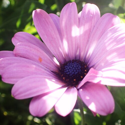 Purple Flower