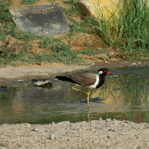 Red-wattled lapwing