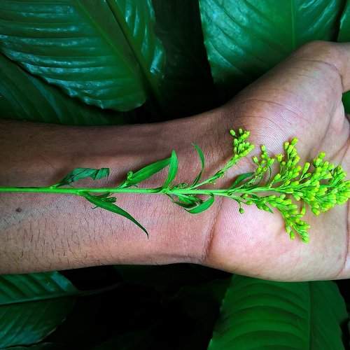 Nature Arms!