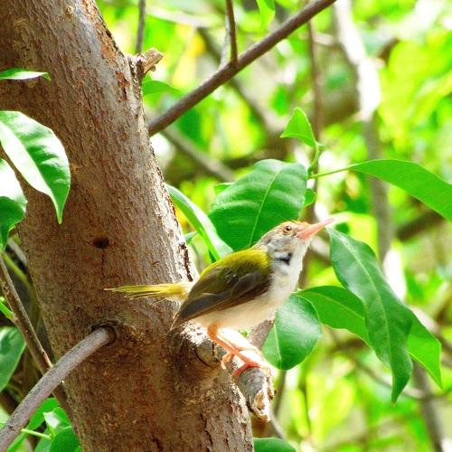 Beautiful Bird Species