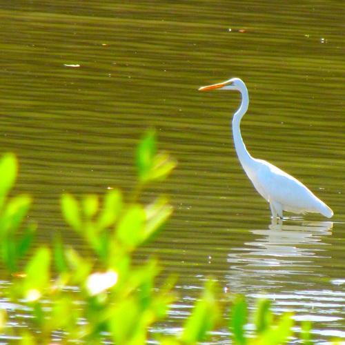 Great Egret