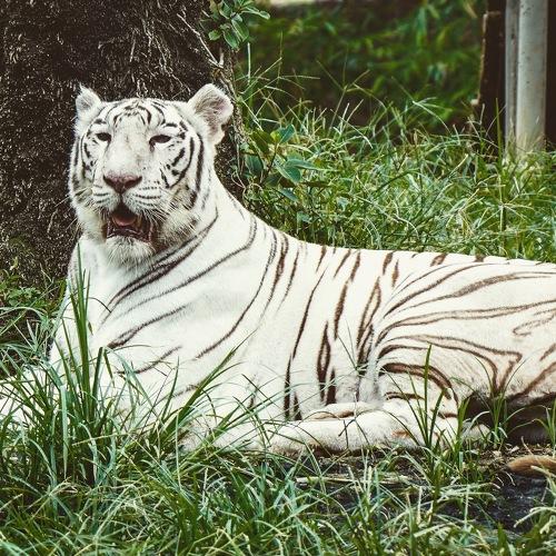 White tiger