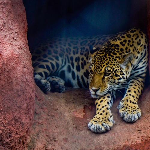 Cheetah