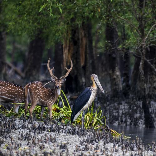 Beauty of mangrove forest Sundarbon Bangladesh