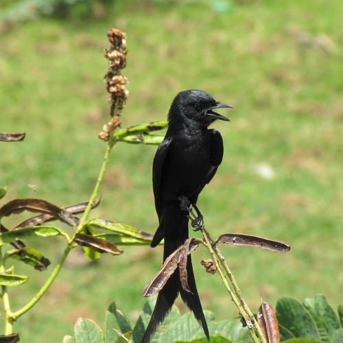 Black Drongo