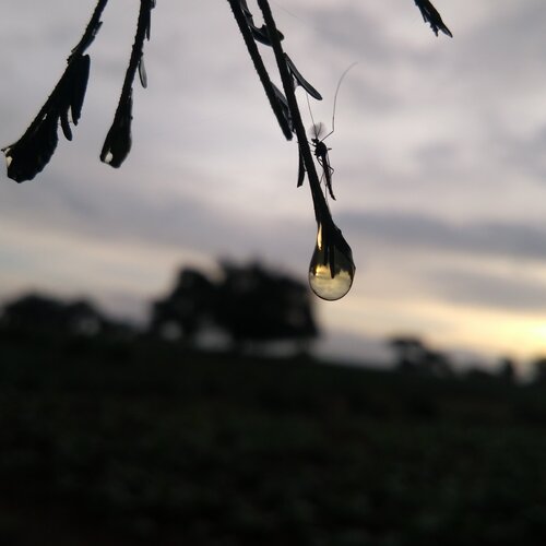 Water droplet