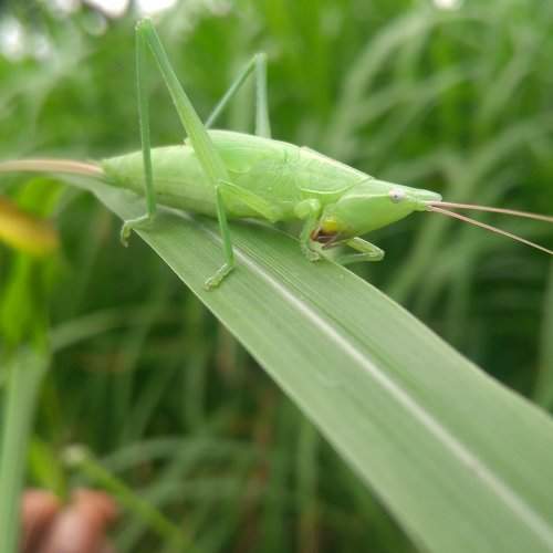 Cricket(insect)