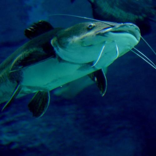 Catfish