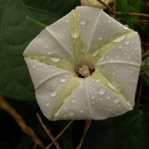 Wet flower