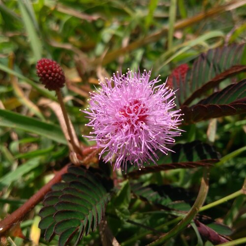Touch me not flower