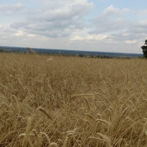 бескрайное поле