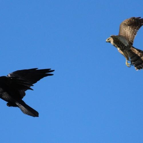 Кто здесь главный?