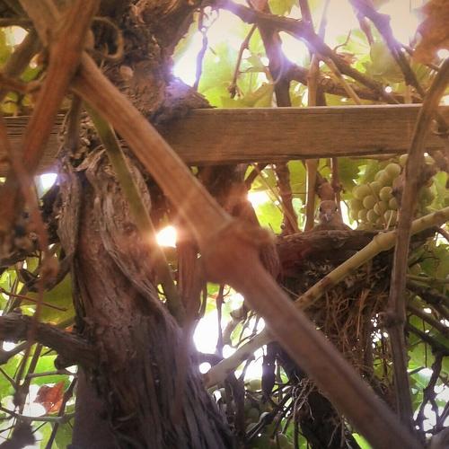 Wild pigeon in grape's tree