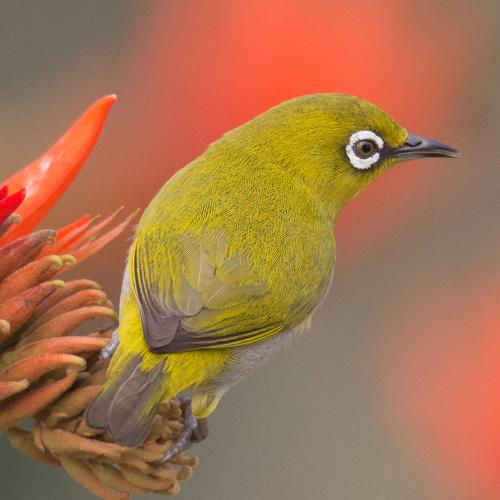 white eye