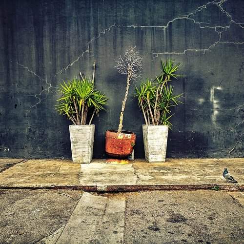 Car Park Potplants