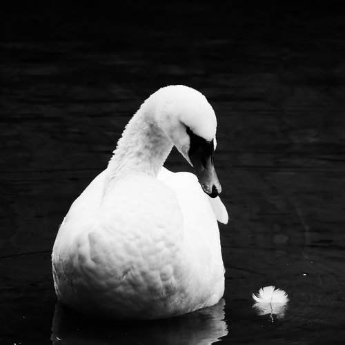 White Swan